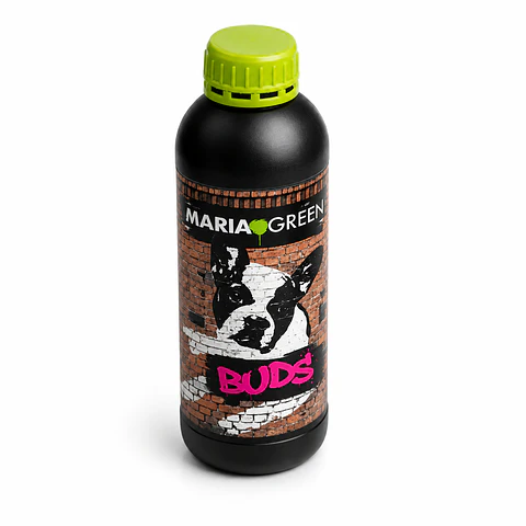 BUDS 1LT- MARIA GREEN