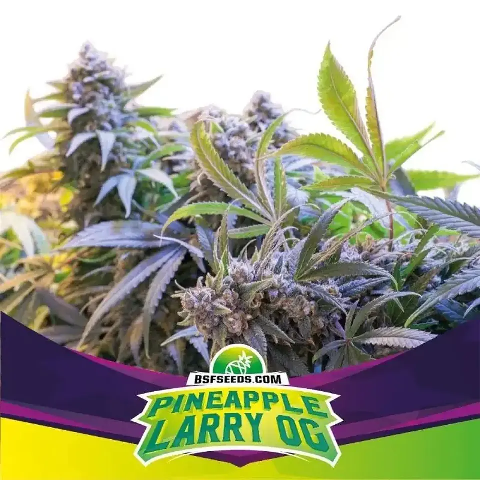 Pineaple Larry Og Fem -Bsf (X12/X4/X2) 4