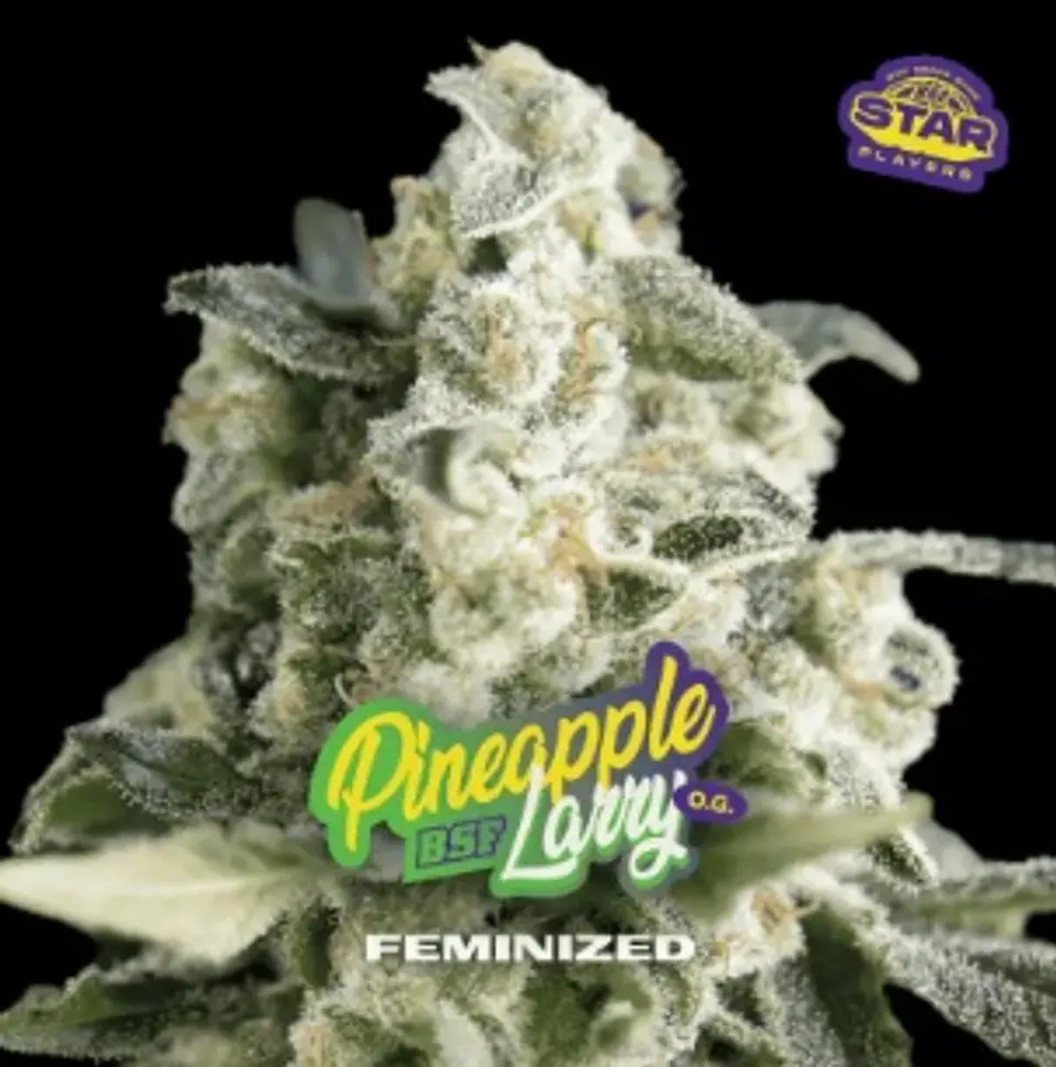 PINEAPPLE LARRY SP OG FEM (X7X4/X2) - BSF 2