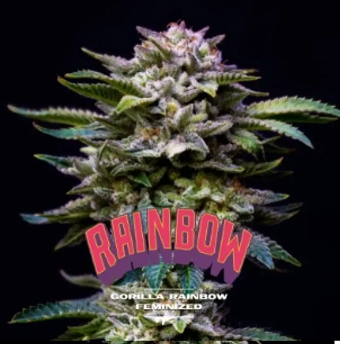Gorilla Rainbows Fem -Bsf (X12/X7/X4/X2) 5
