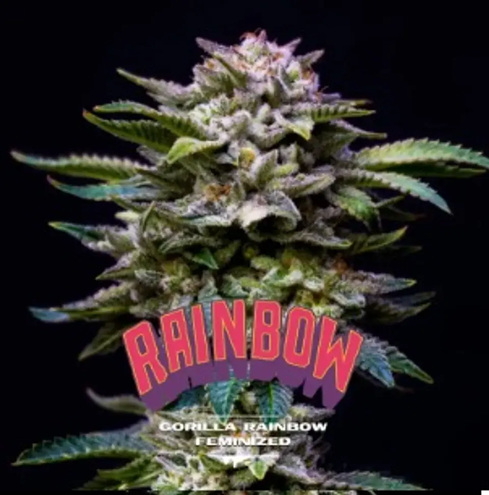 Gorilla Rainbows Fem -Bsf (X12/X7/X4/X2) 5