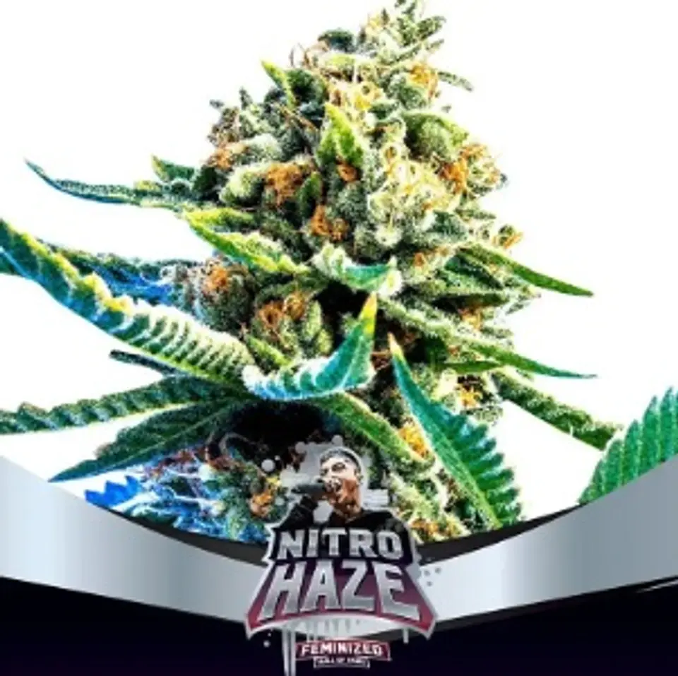 Nitro Haze Fem -Bsf (X12/X7/X4/X2) 3