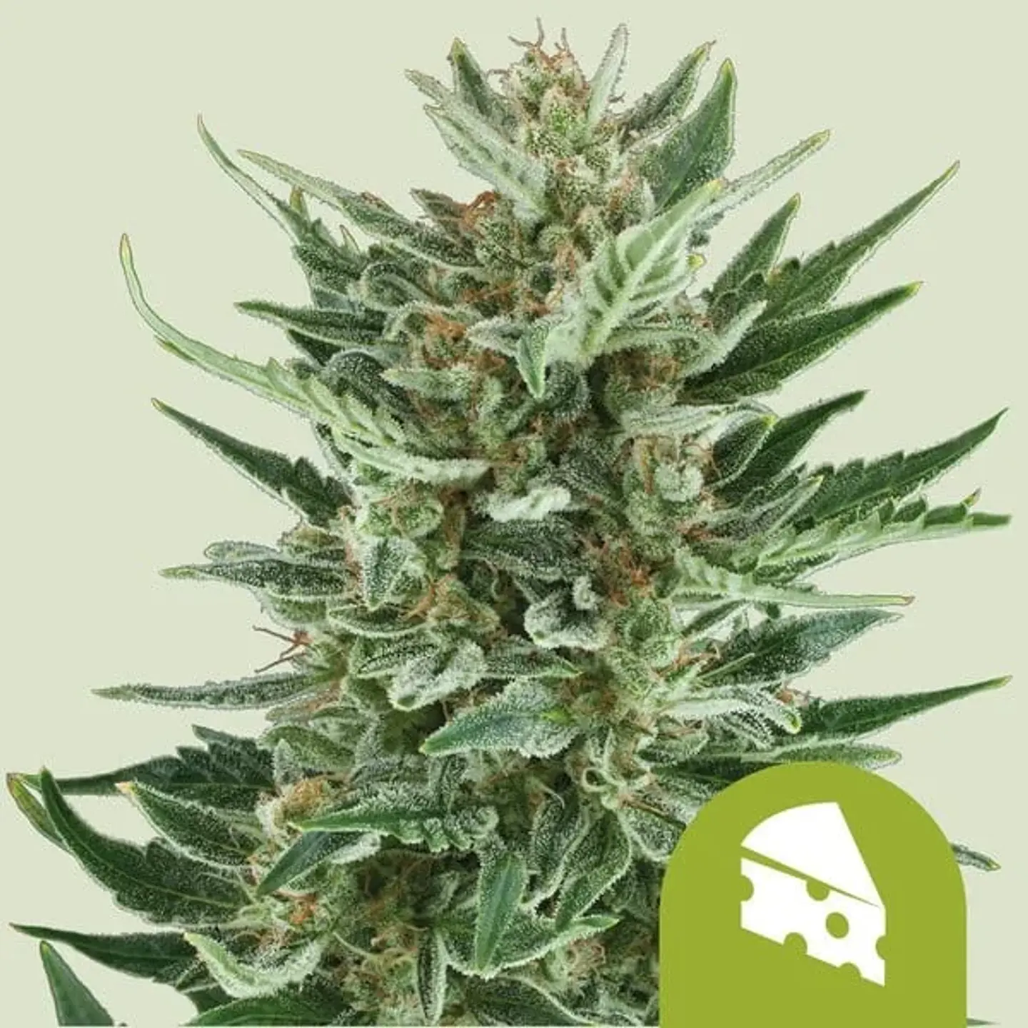 Royal Cheese Auto (X1 / X3 / X10) -Royal Queen Seeds 2