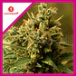 Y Griega Fem X3+2-Medical Seeds - Miniatura 1