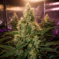 Y Griega Fem X3+2-Medical Seeds - Miniatura 2