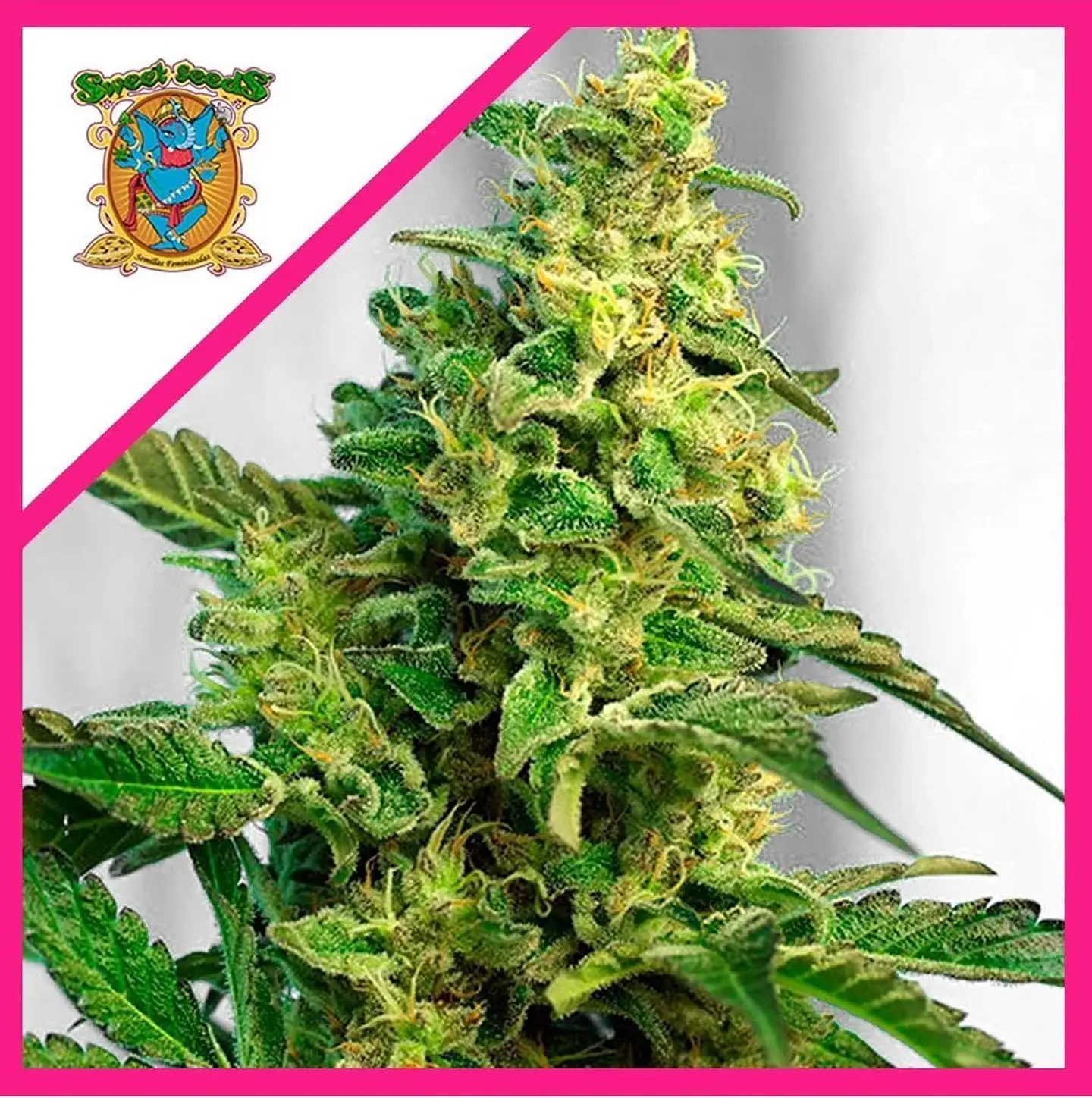 Green Poison F1 Fem® -Sweet Seeds (X100/X25/X3+1) 3
