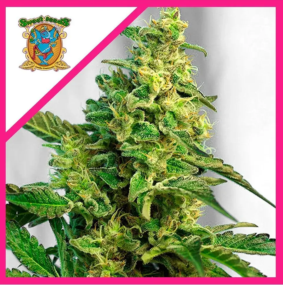 Green Poison F1 Fem® -Sweet Seeds (X100/X25/X3+1) 3
