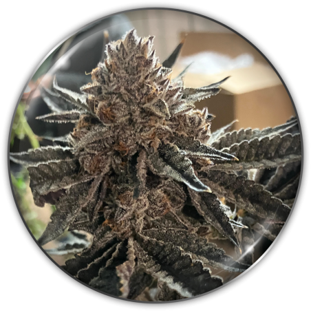 Semilla Feminizada Chocogas X3 - Medical Seeds 1