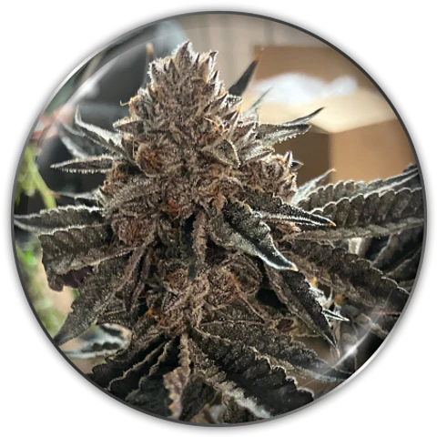 Semilla Feminizada Chocogas X3 - Medical Seeds
