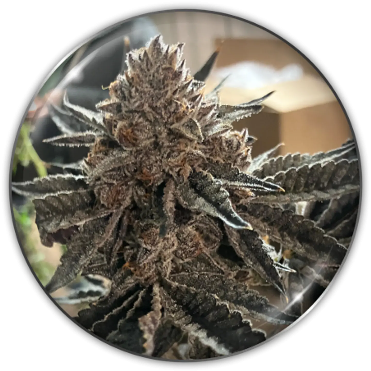 Semilla Feminizada Chocogas X3 - Medical Seeds 1
