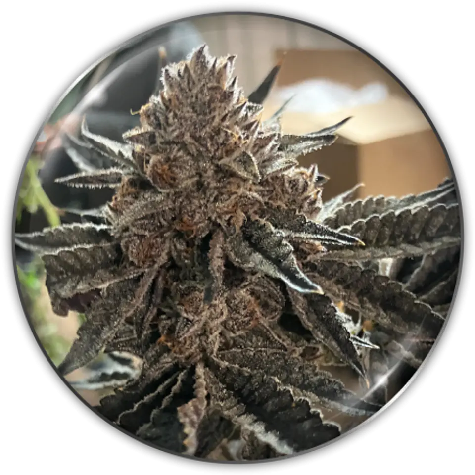 Semilla Feminizada Chocogas X3 - Medical Seeds 1