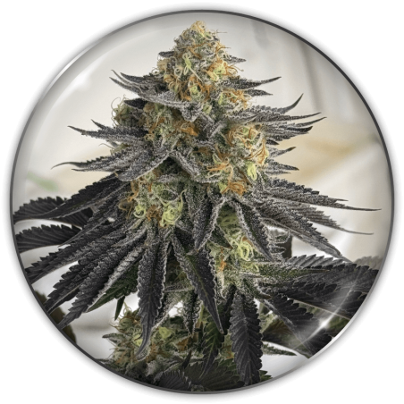 Semilla CBD Auto Sanativa X3 - Medical Seeds 1
