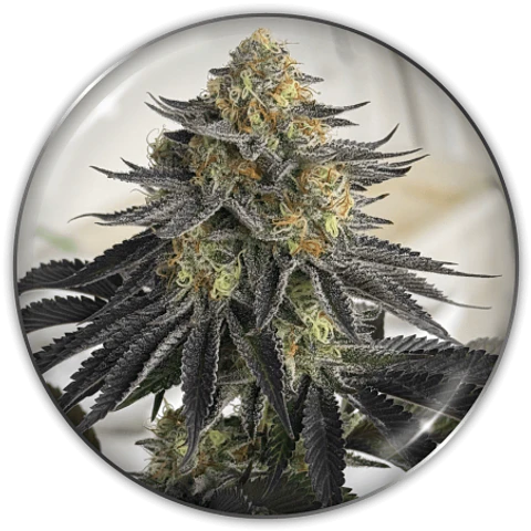 Semilla CBD Auto Sanativa X3 - Medical Seeds