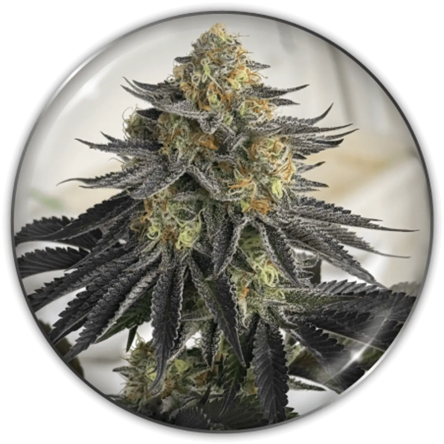 Semilla CBD Auto Sanativa X3 - Medical Seeds 1