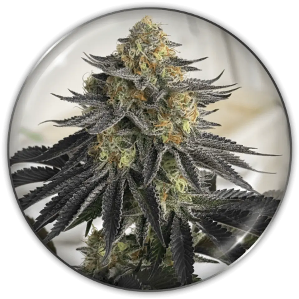 Semilla CBD Auto Sanativa X3 - Medical Seeds 1