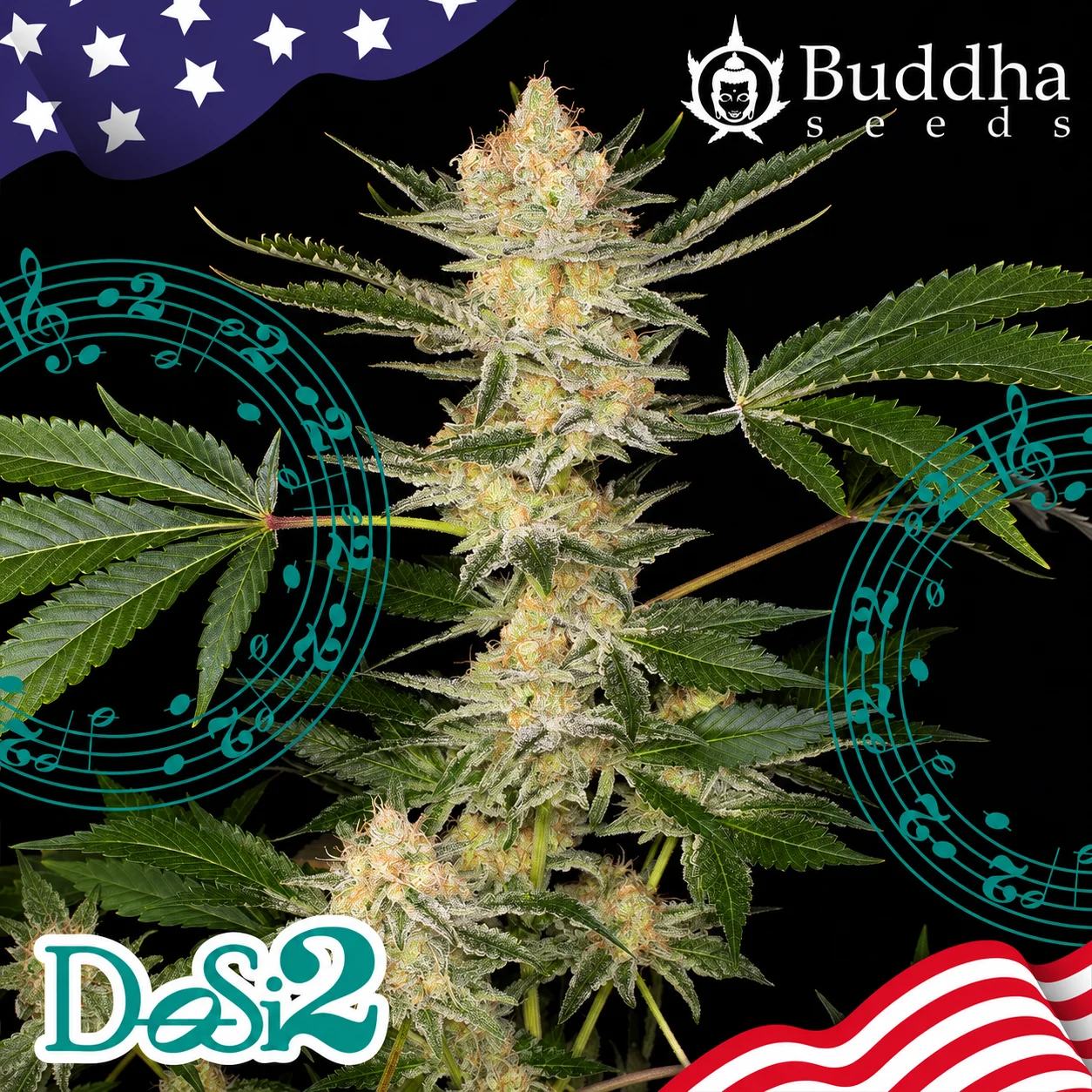 Dosi2 Fem X3+1-Buddha Seeds 1