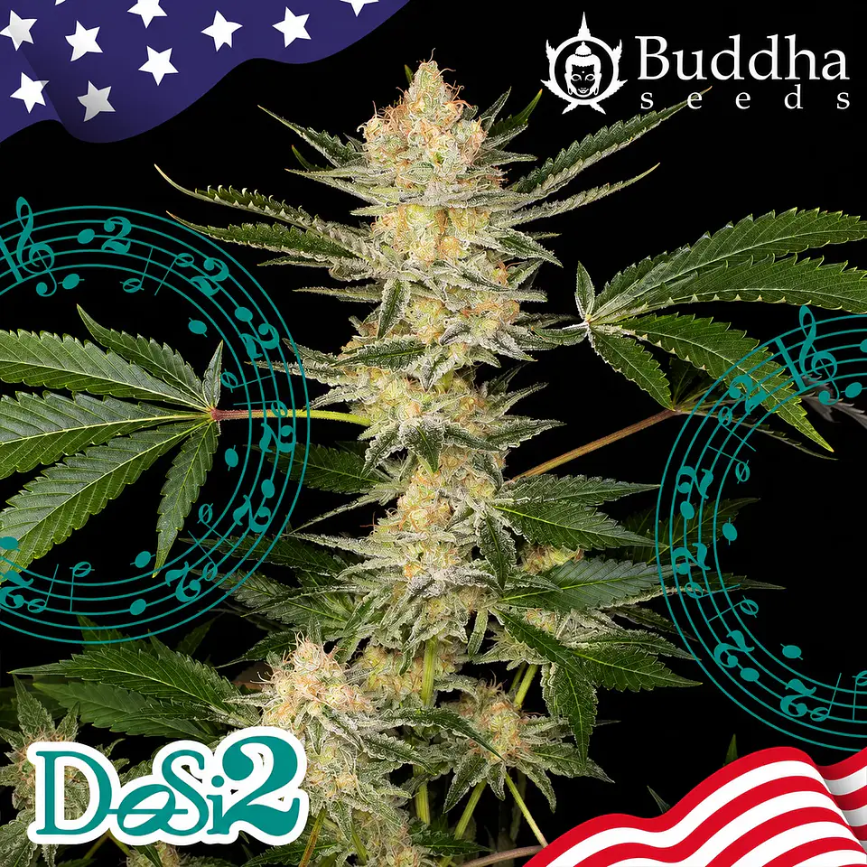 Dosi2 Fem X3+1-Buddha Seeds 1