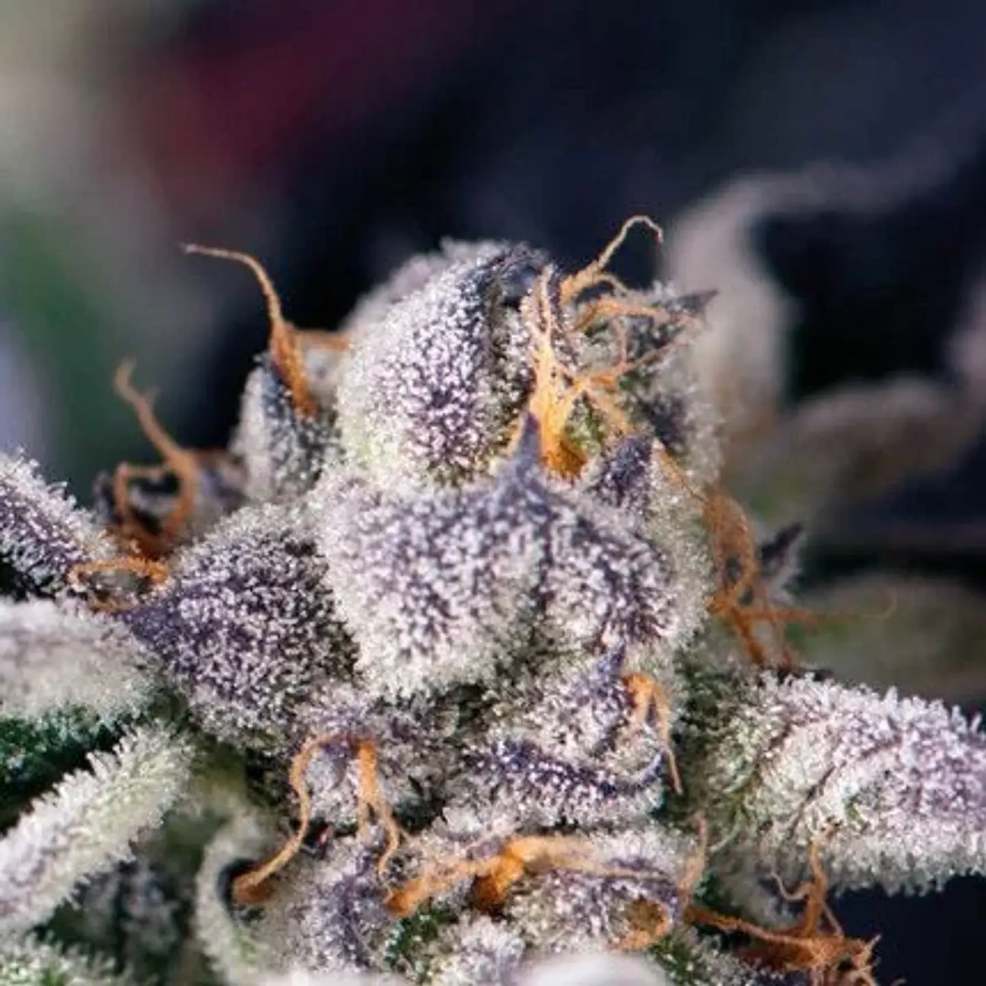 COOKIES USA FEM (X5+2/X3+1)-PYRAMID SEEDS 2