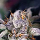 COOKIES USA FEM (X5+2/X3+1)-PYRAMID SEEDS - Miniatura 2