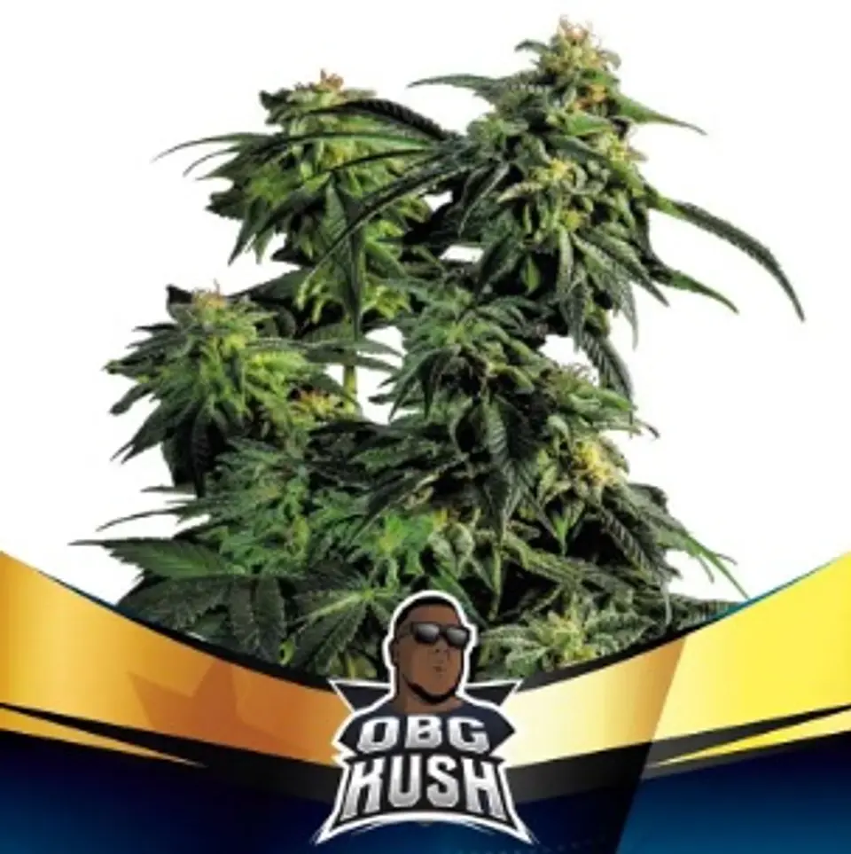 Obg Kush Fast Fem -Bsf (X7/X4/X2) 4