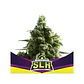 Super Lemon Haze Fem -Bsf (X100/X12/X4/X2) - Miniatura 4