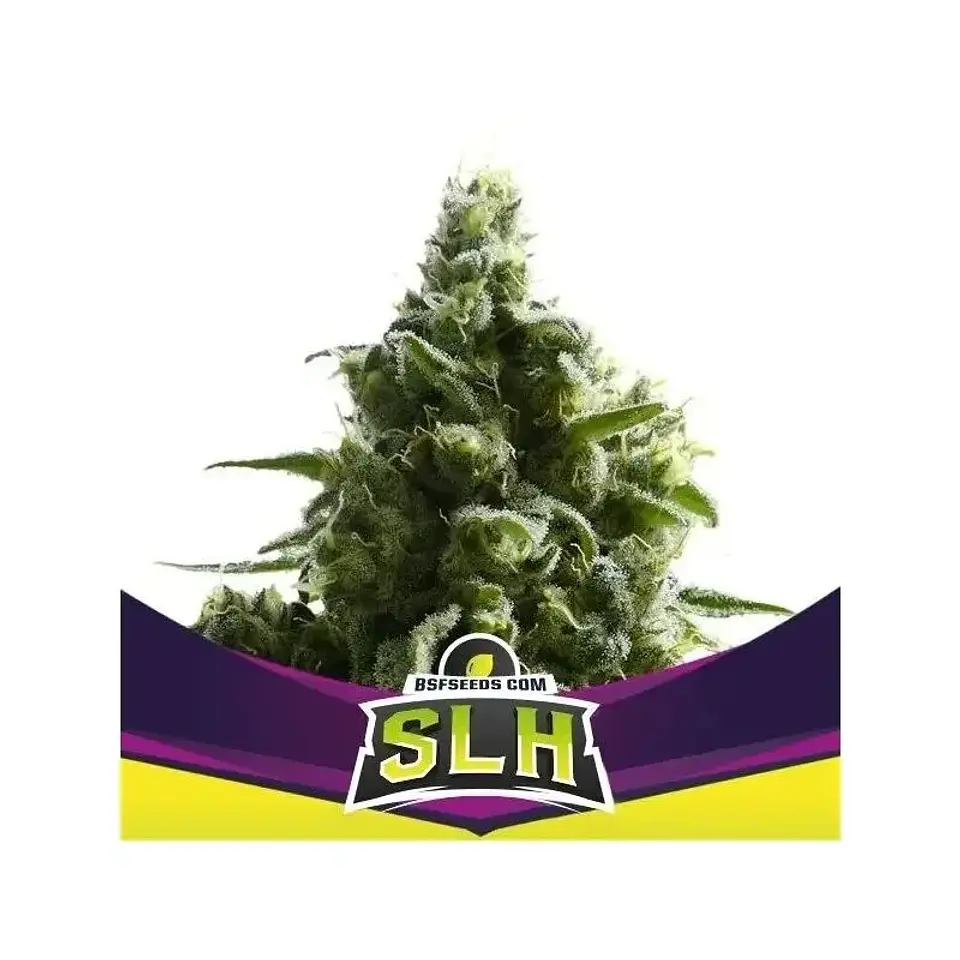 Super Lemon Haze Fem -Bsf (X100/X12/X4/X2) 4