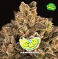 Super Lemon Haze Fem -Bsf (X100/X12/X4/X2) - Miniatura 5