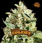 Double Cookies Sp Auto -Bsf (X12/X7/X4/X2) - Miniatura 4