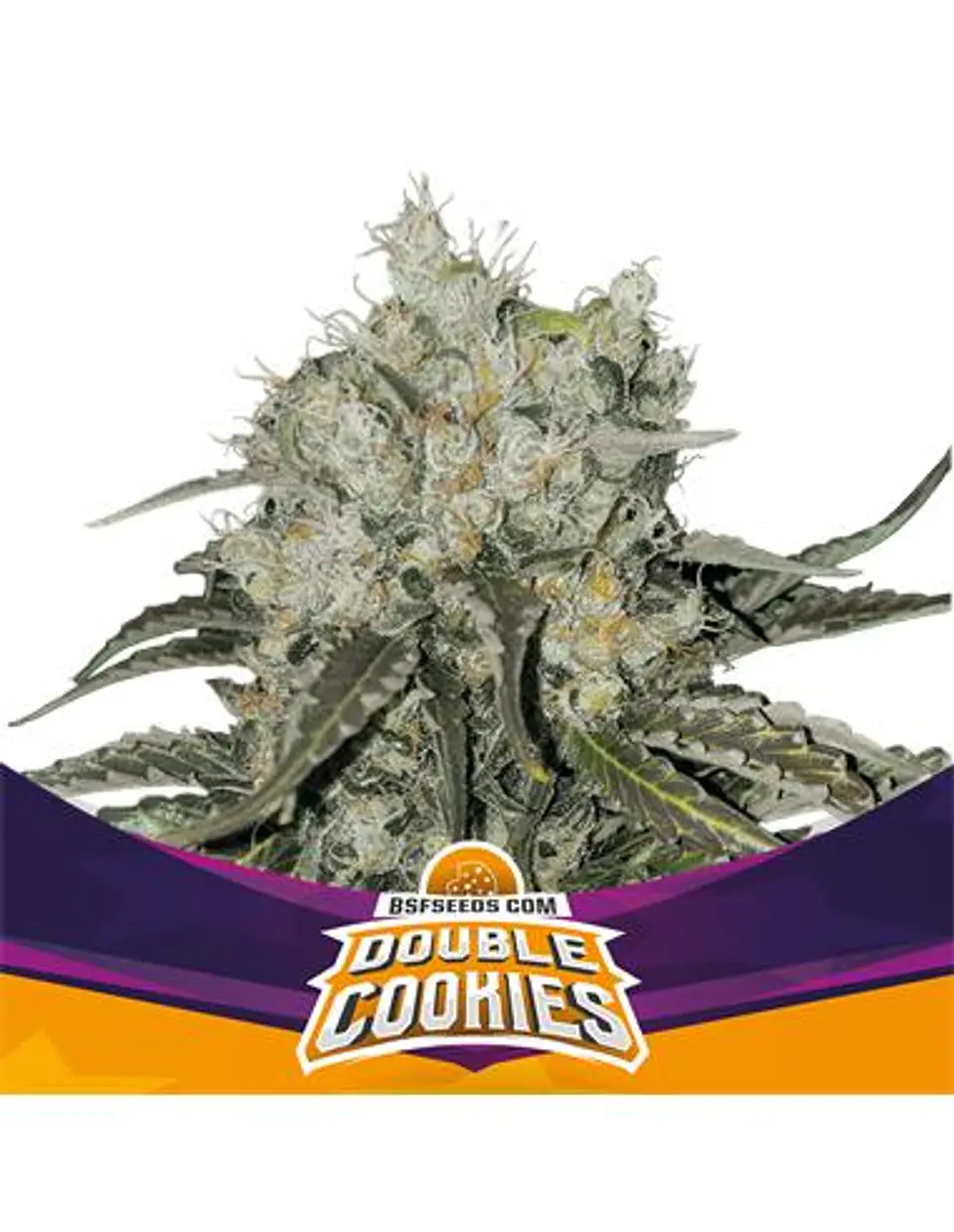 Double Cookies Fem -Bsf (X12/X7/X2/X4) 7