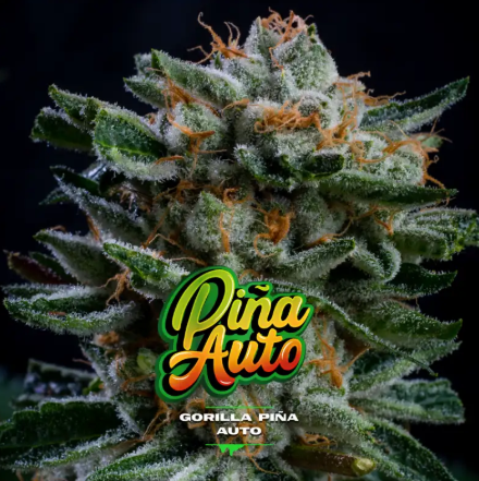 Gorilla Piña Auto -Bsf (X4/X2) 5