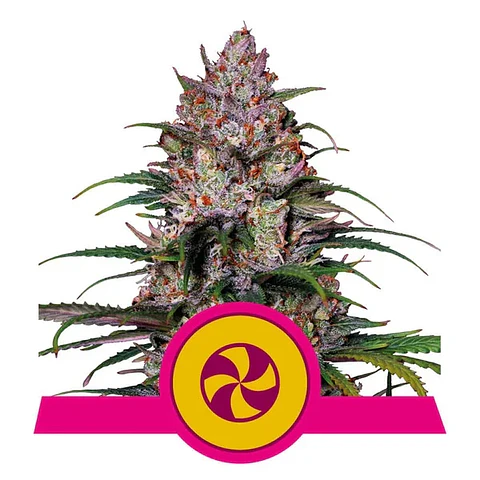SWEET ZZ USA PREMIUM FEM (X1/X3) - ROYAL QUEEN SEEDS