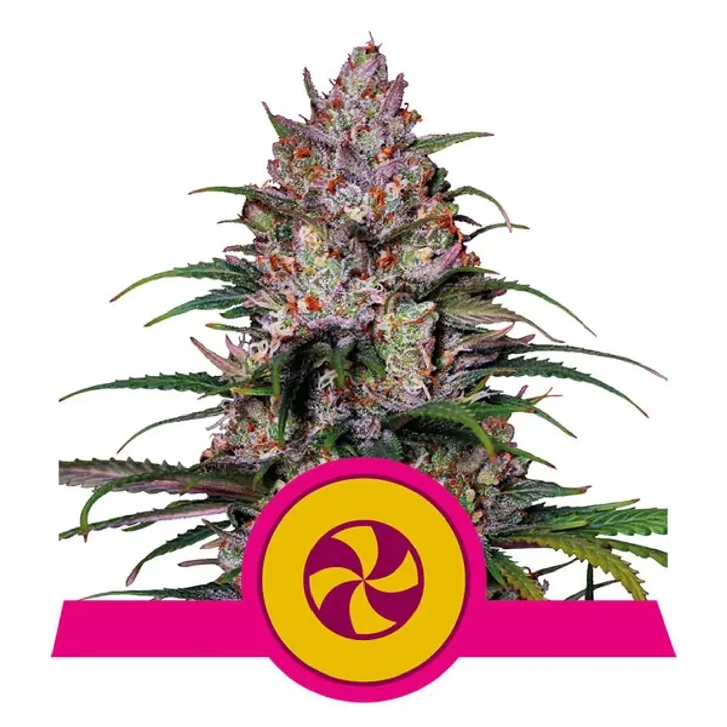 SWEET ZZ USA PREMIUM FEM (X1/X3) - ROYAL QUEEN SEEDS 2