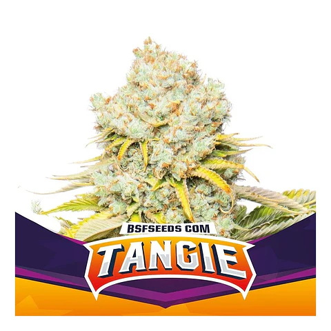 TANGIE FEM X7 - BSF