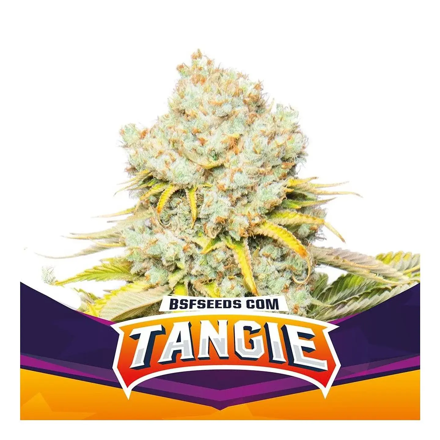 TANGIE FEM X7 - BSF 2