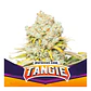 TANGIE FEM X7 - BSF - Miniatura 2