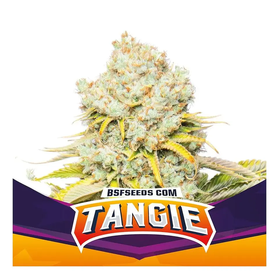 TANGIE FEM X7 - BSF 2