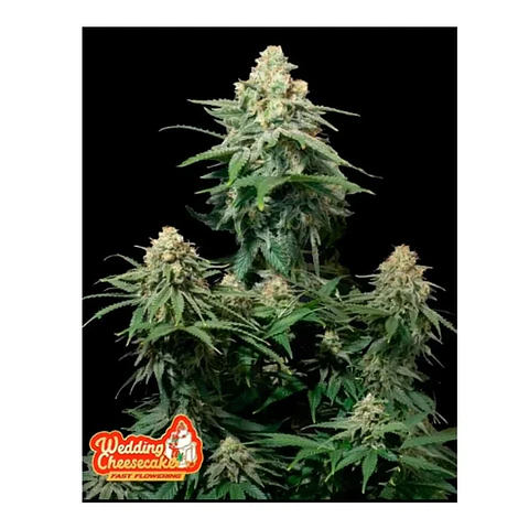 Wedding Cheesecake Fast Flowering (X3/ X3+2)-Fast Buds