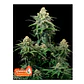 Wedding Cheesecake Fast Flowering (X3/ X3+2)-Fast Buds - Miniatura 2