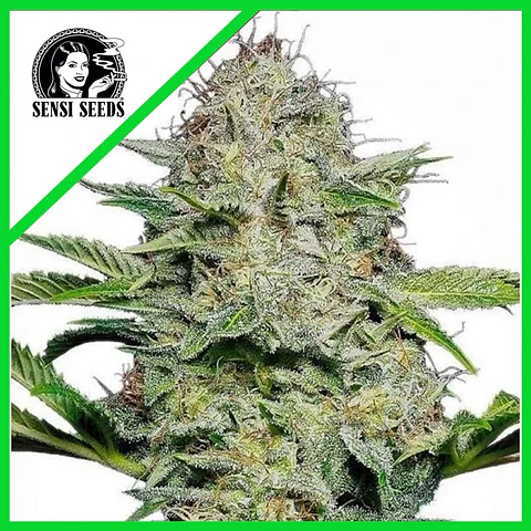 Sensi Skunk Auto (X3/X10)-Sensi Seeds