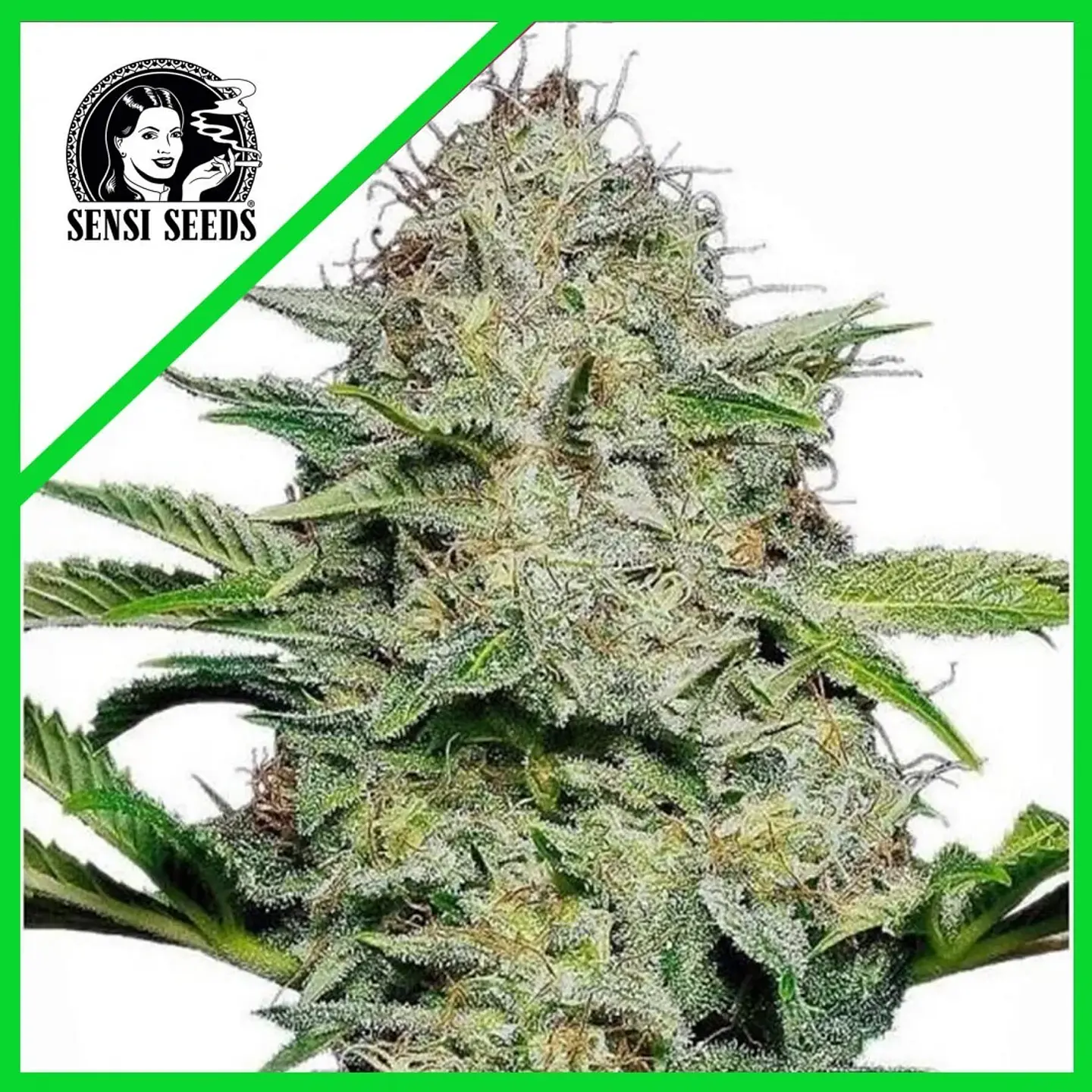 Sensi Skunk Auto (X3/X10)-Sensi Seeds 2