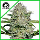 Sensi Skunk Auto (X3/X10)-Sensi Seeds - Miniatura 2