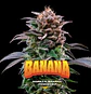 Gorilla Banana Fem (X2 / X4 / X7 / X12) -BSF - Miniatura 8