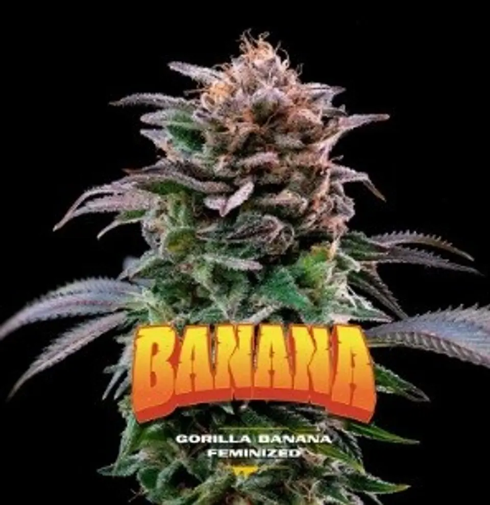 Gorilla Banana Fem (X2 / X4 / X7 / X12) -BSF 8
