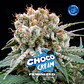 Choco Cream Fem (X2 / X4 / X7 / X12) -BSF - Miniatura 8