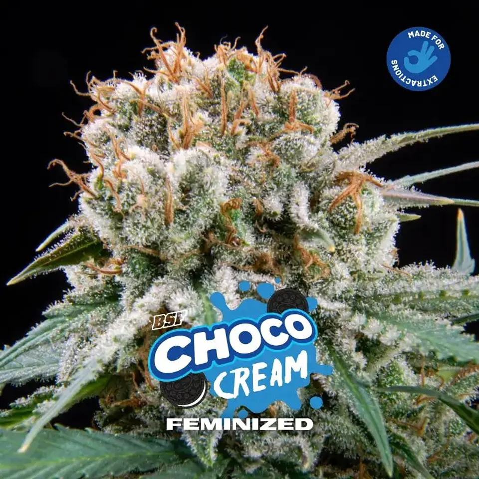 Choco Cream Fem (X2 / X4 / X7 / X12) -BSF 8