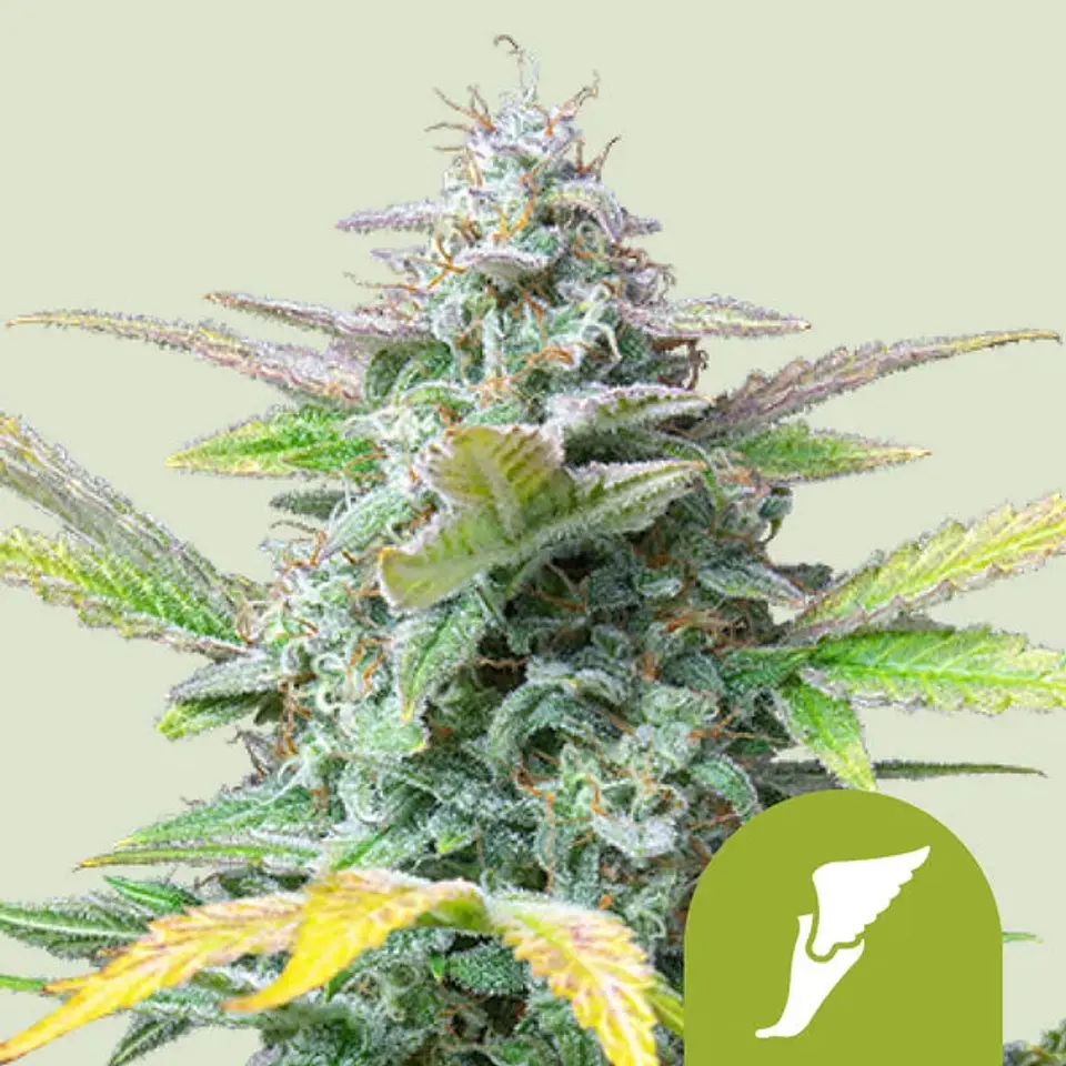 Quick One fem X100 - Royal Queen Seeds 1