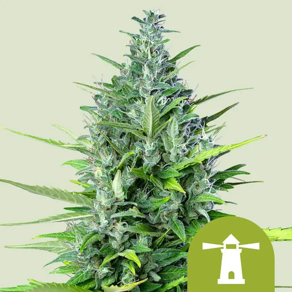 Royal Haze Auto x100- Royal Queen Seeds 1