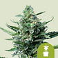 Royal Jack Auto  (X3/X100)- Royal Queen Seeds - Miniatura 1
