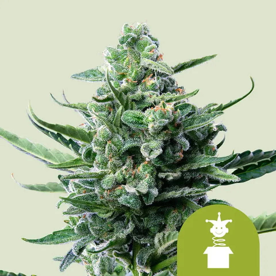 Royal Jack Auto x100- Royal Queen Seeds 1