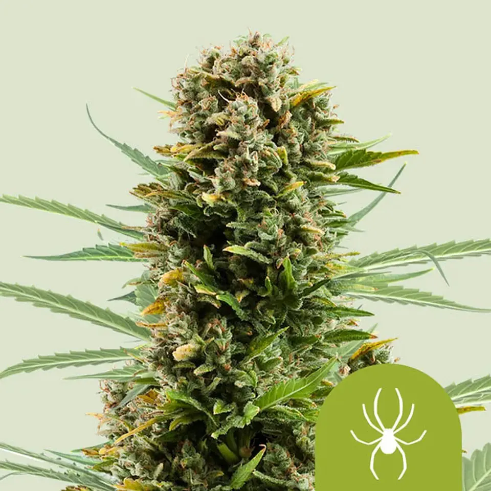 White Widow Auto x100- Royal Queen Seeds 1
